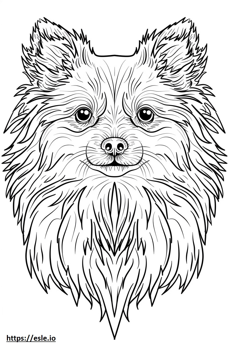 American Eskimo Dog face coloring page