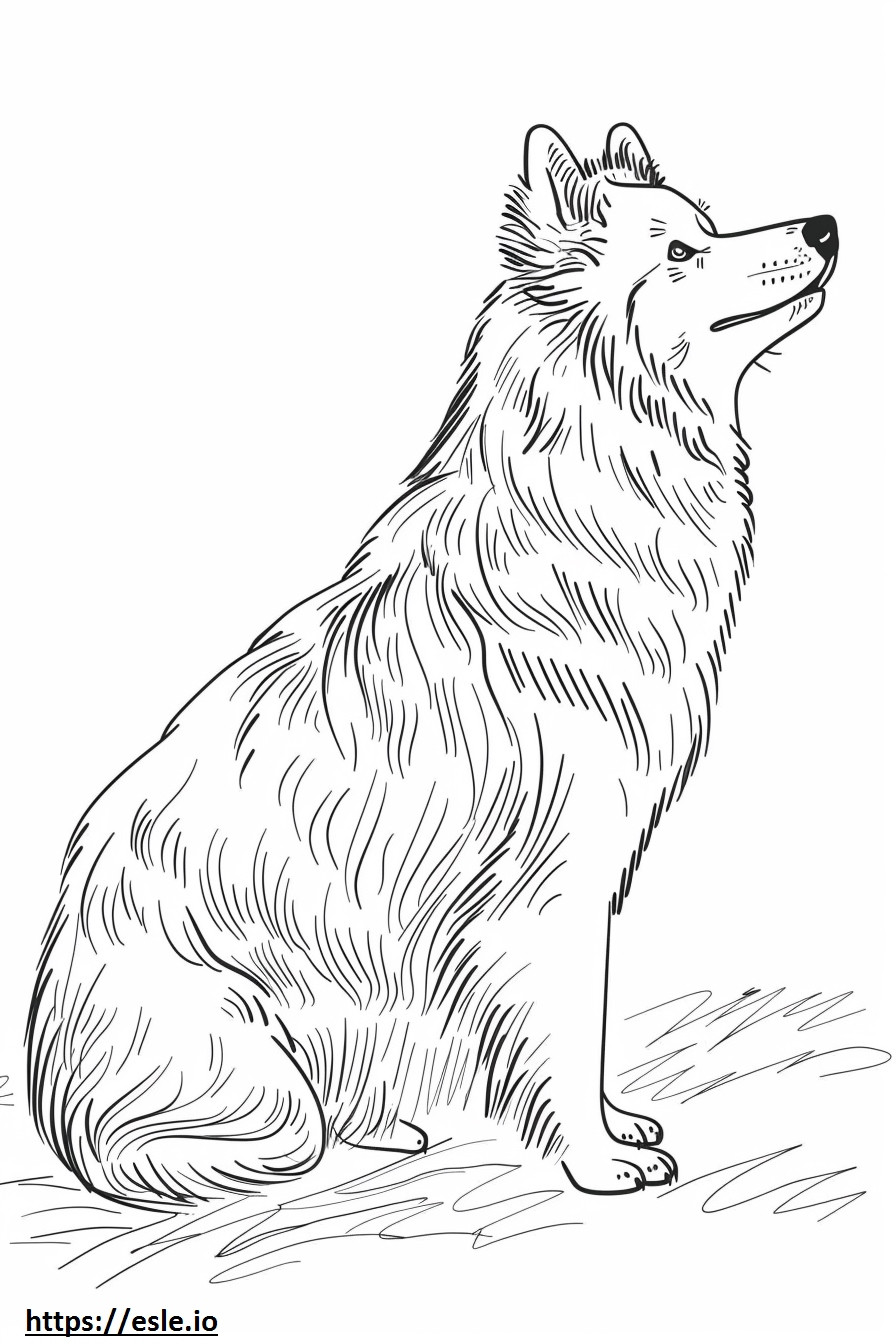 Amerikan Eskimo Köpeği tam vücut boyama