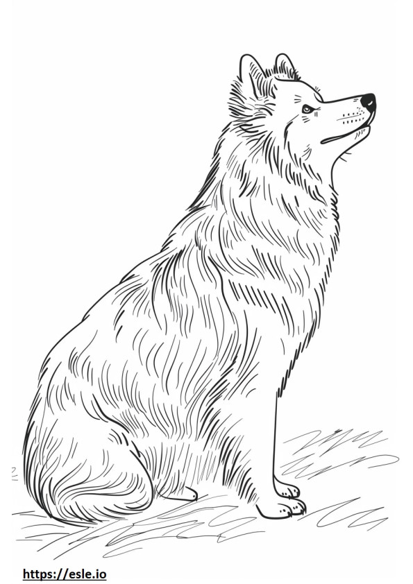 Amerikai eszkimó kutya teljes testtel szinező
