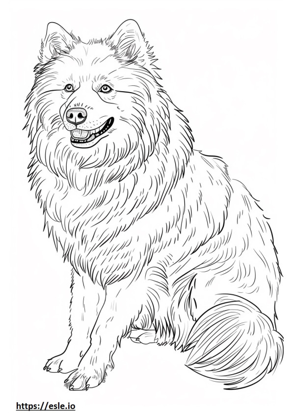 American Eskimo Dog full body coloring page