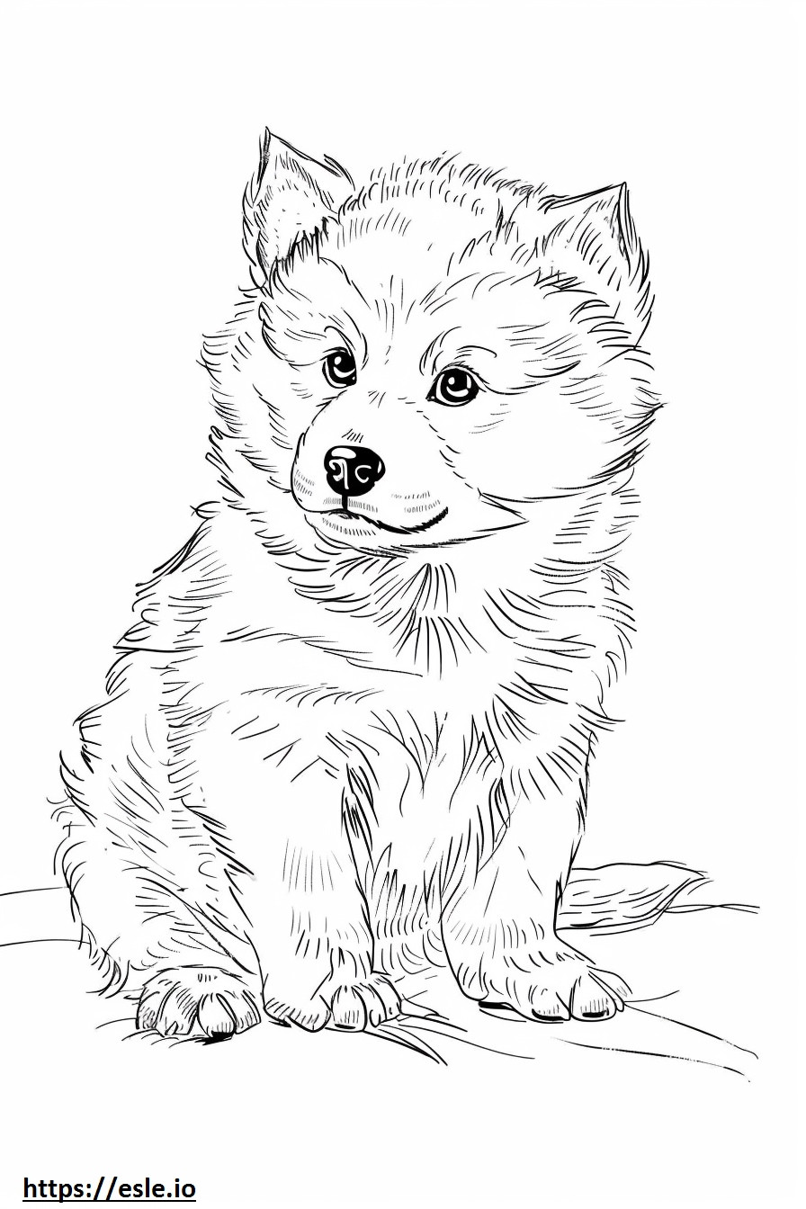 American Eskimo Dog baby coloring page