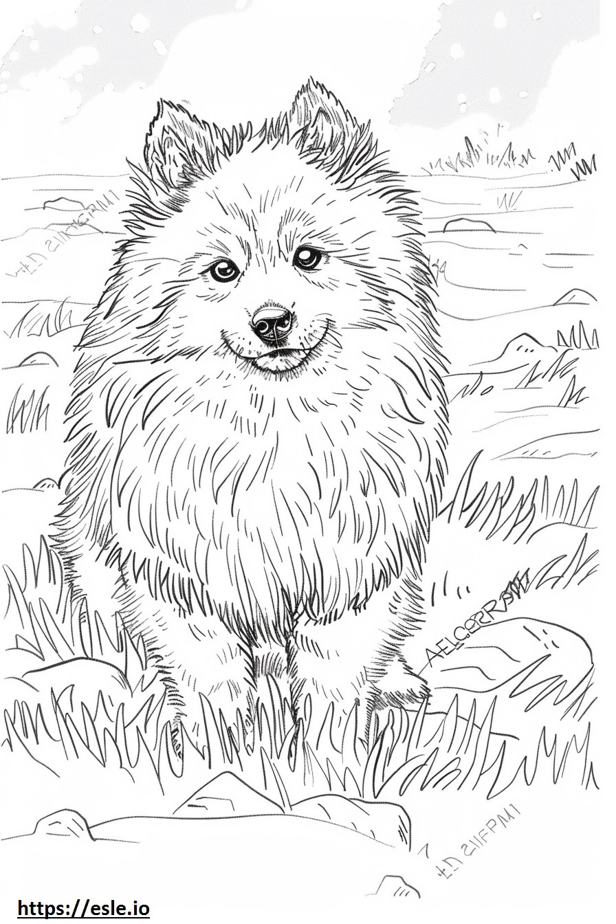 アメリカンエスキモー犬かわいい ぬりえ - 塗り絵