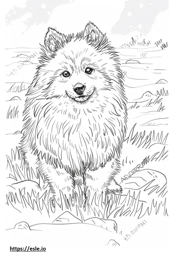 Amerikan Eskimo Köpeği sevimli boyama