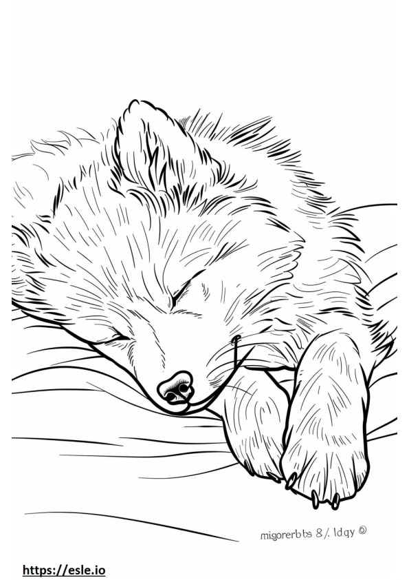 Uyuyan Amerikan Eskimo Köpeği boyama