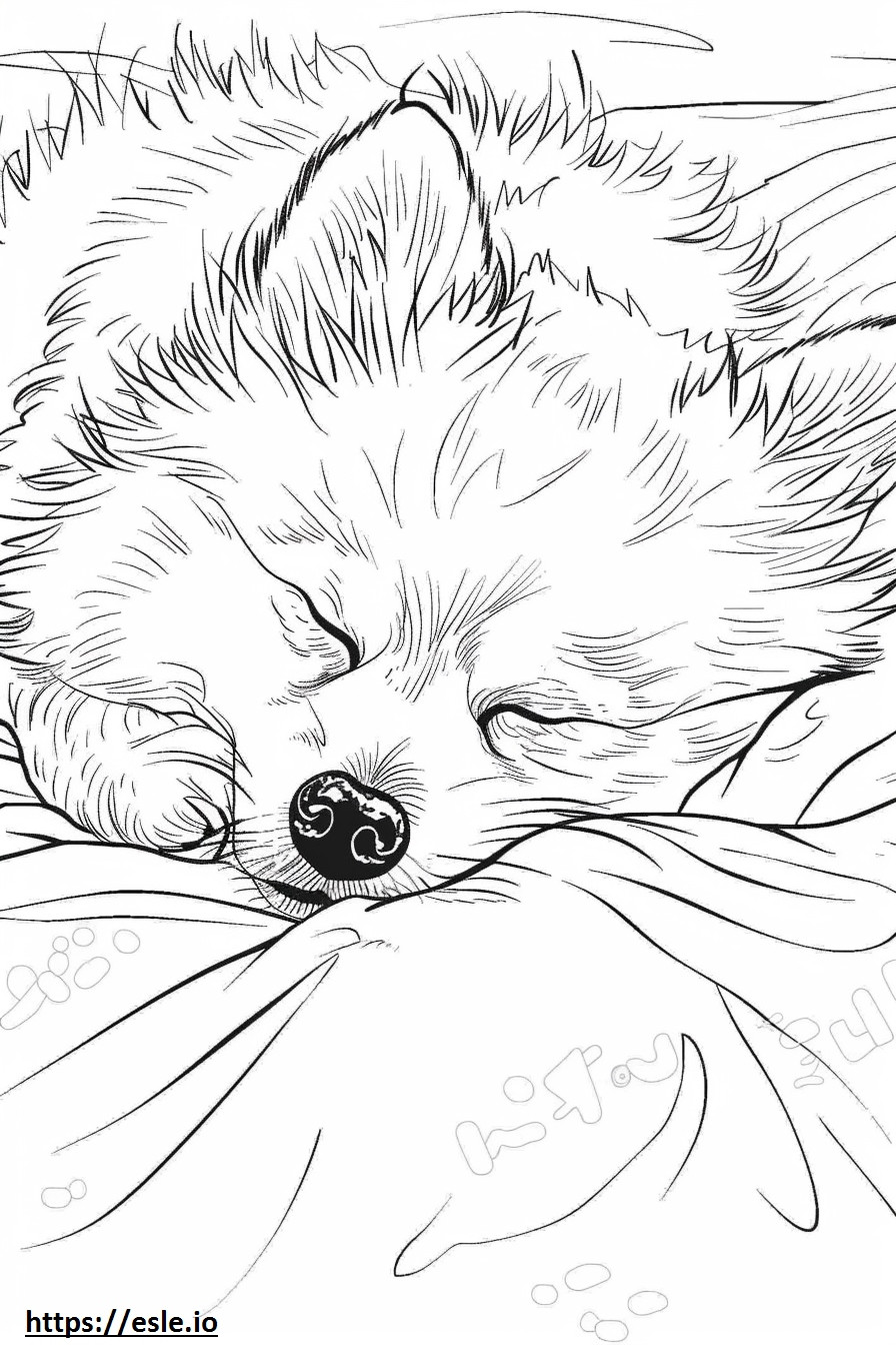 眠るアメリカのエスキモー犬 ぬりえ - 塗り絵