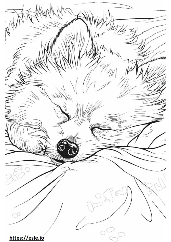 Perro esquimal americano durmiendo para colorear e imprimir