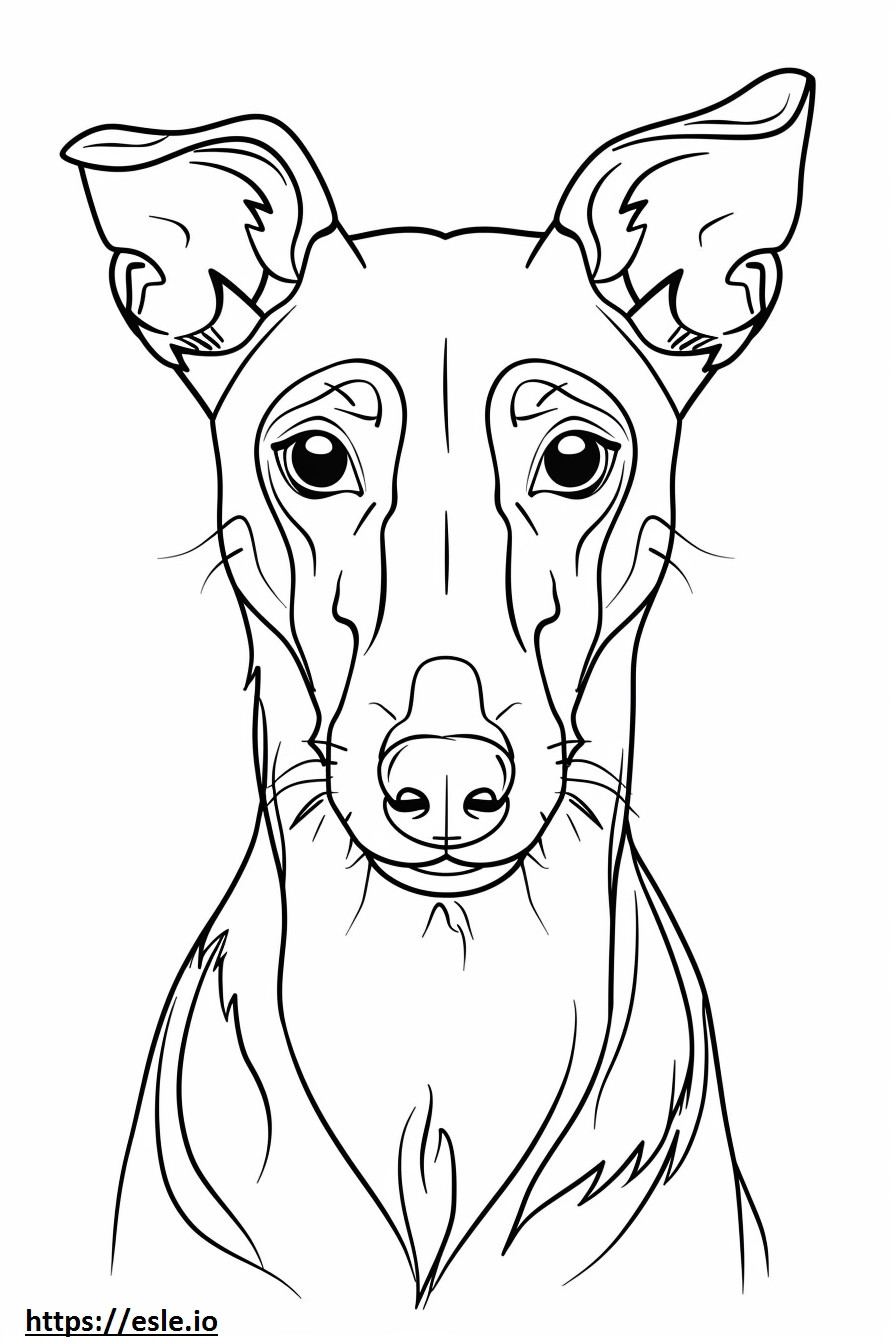 American Foxhound face coloring page