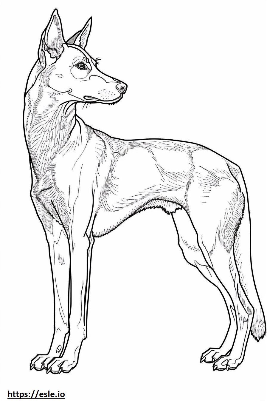 Coloriage Foxhound américain corps entier à imprimer