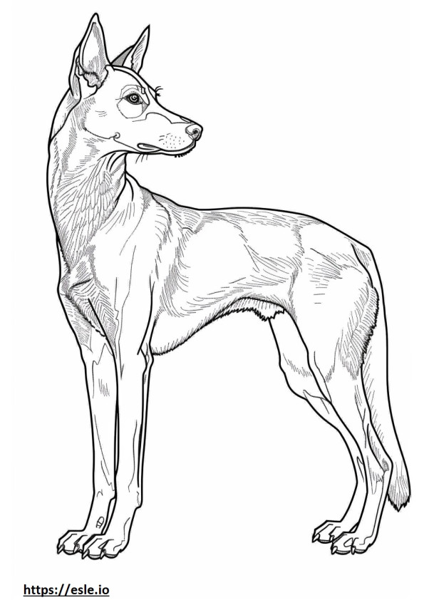 Pełne ciało amerykańskiego Foxhounda kolorowanka