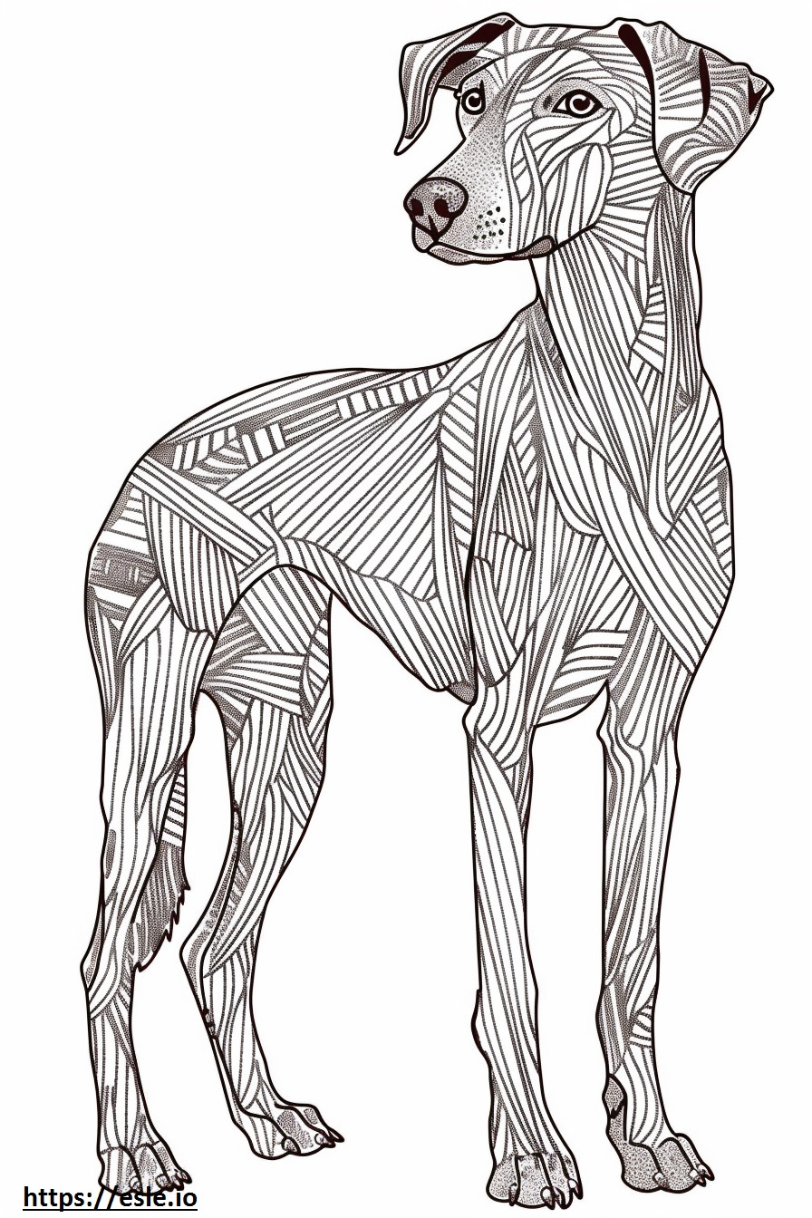 Pełne ciało amerykańskiego Foxhounda kolorowanka