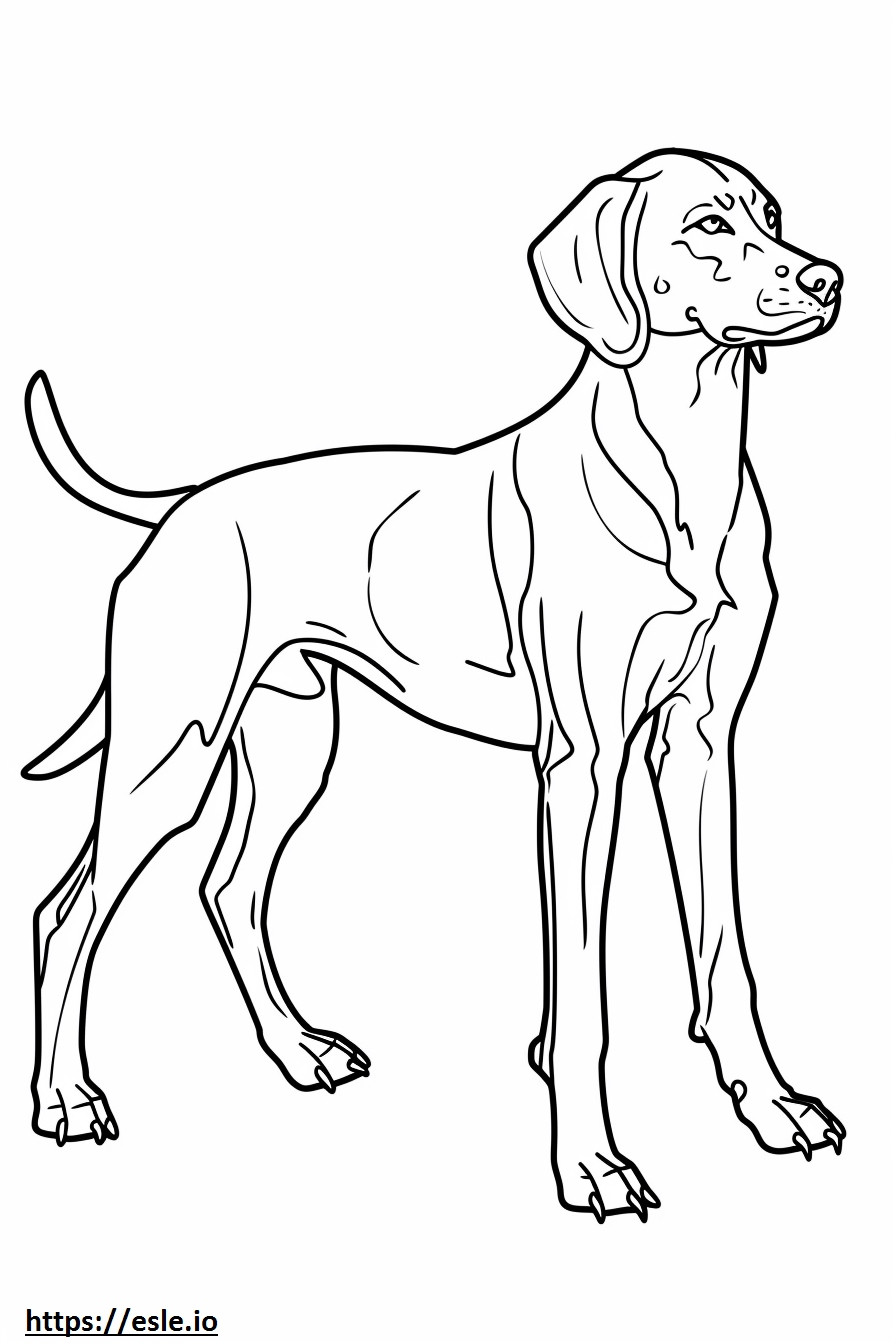 Foxhound american tot corpul de colorat