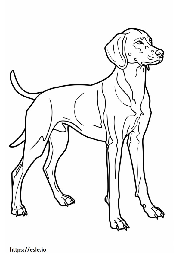 Volledig lichaam van de Amerikaanse Foxhound kleurplaat