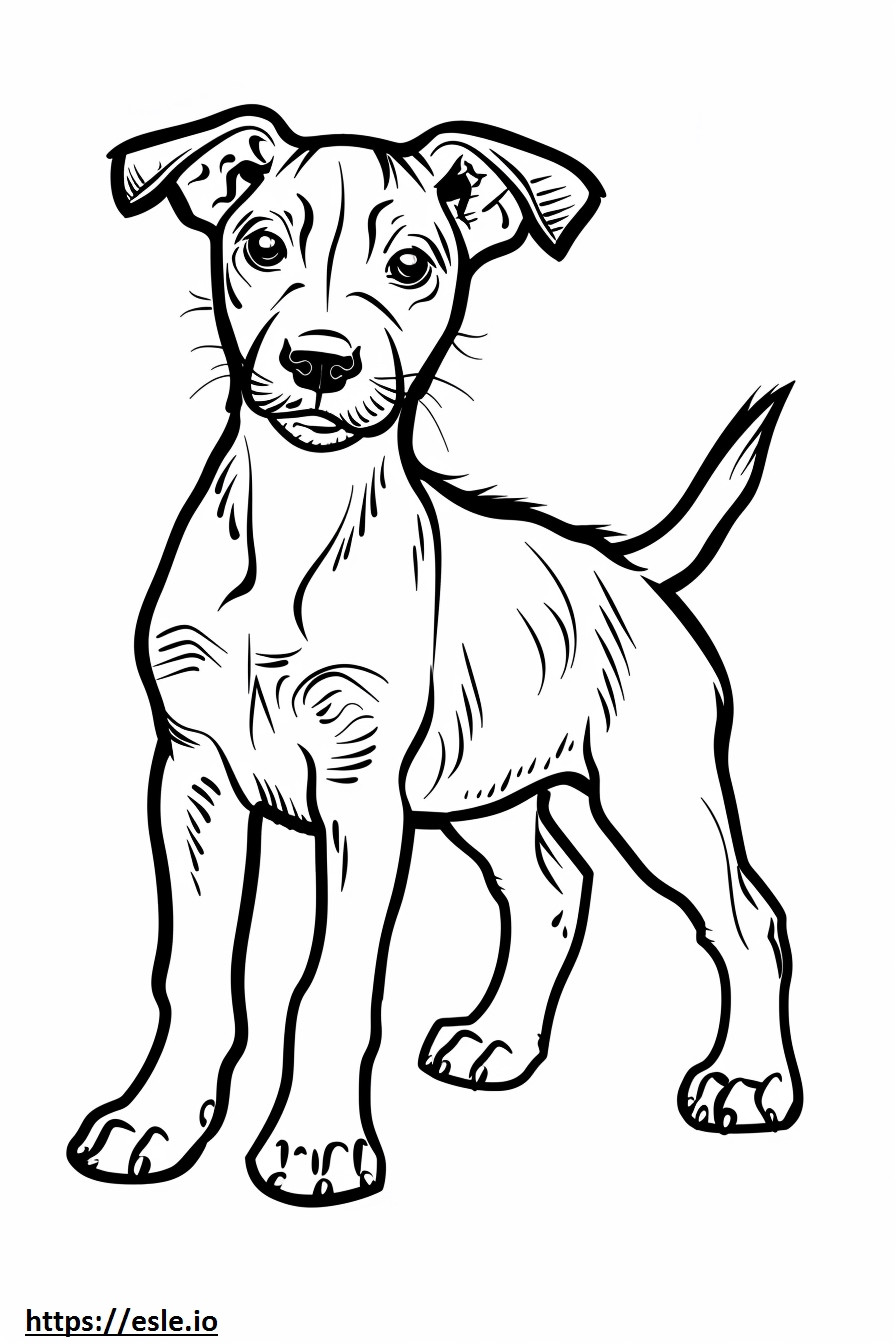 Cucciolo di Foxhound americano da colorare