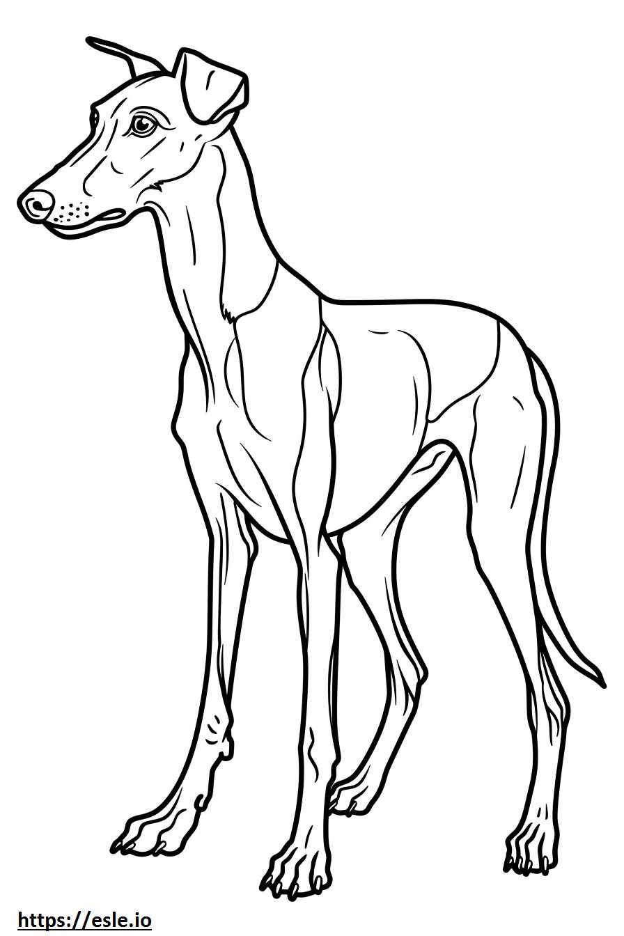 Cartone animato americano Foxhound da colorare