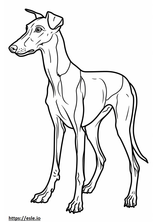 Desene animat cu Foxhound american de colorat