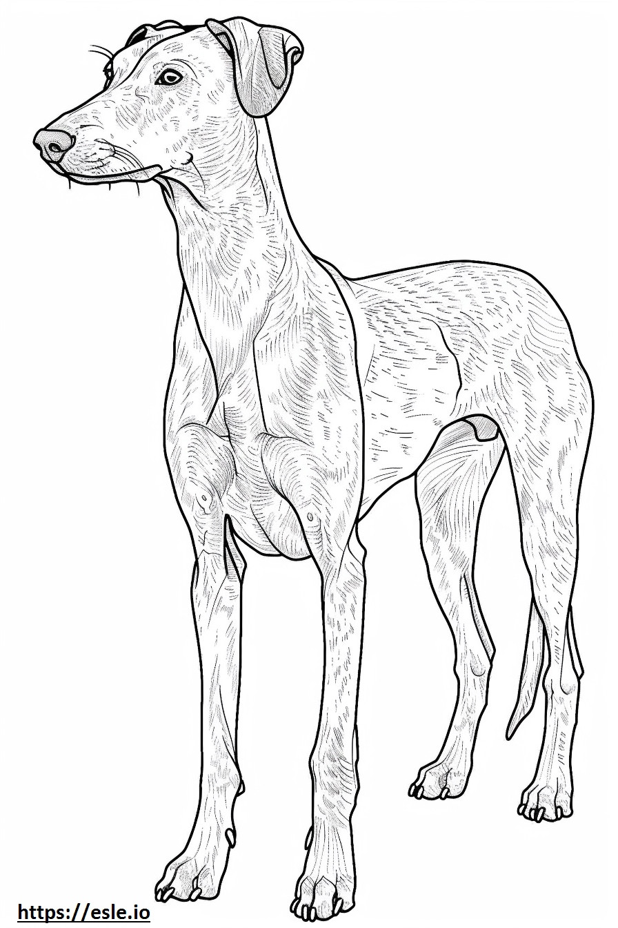 Desenho animado do Foxhound americano para colorir