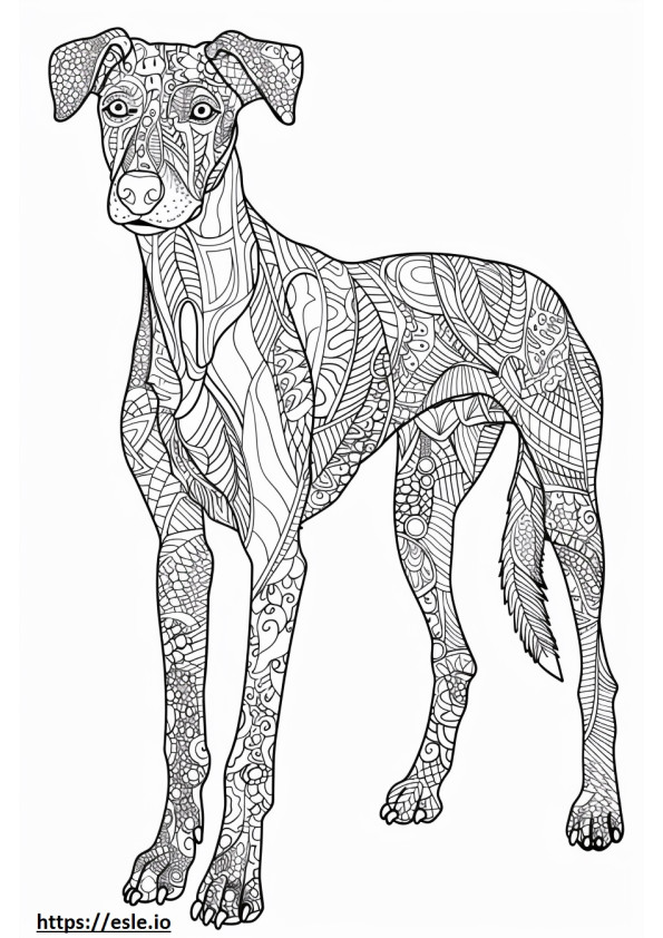 American Foxhound happy coloring page