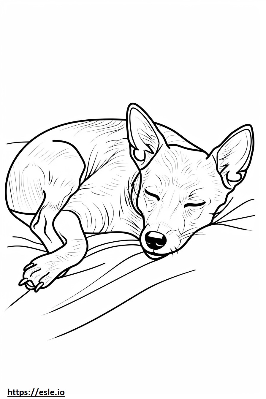 Foxhound americano dormindo para colorir