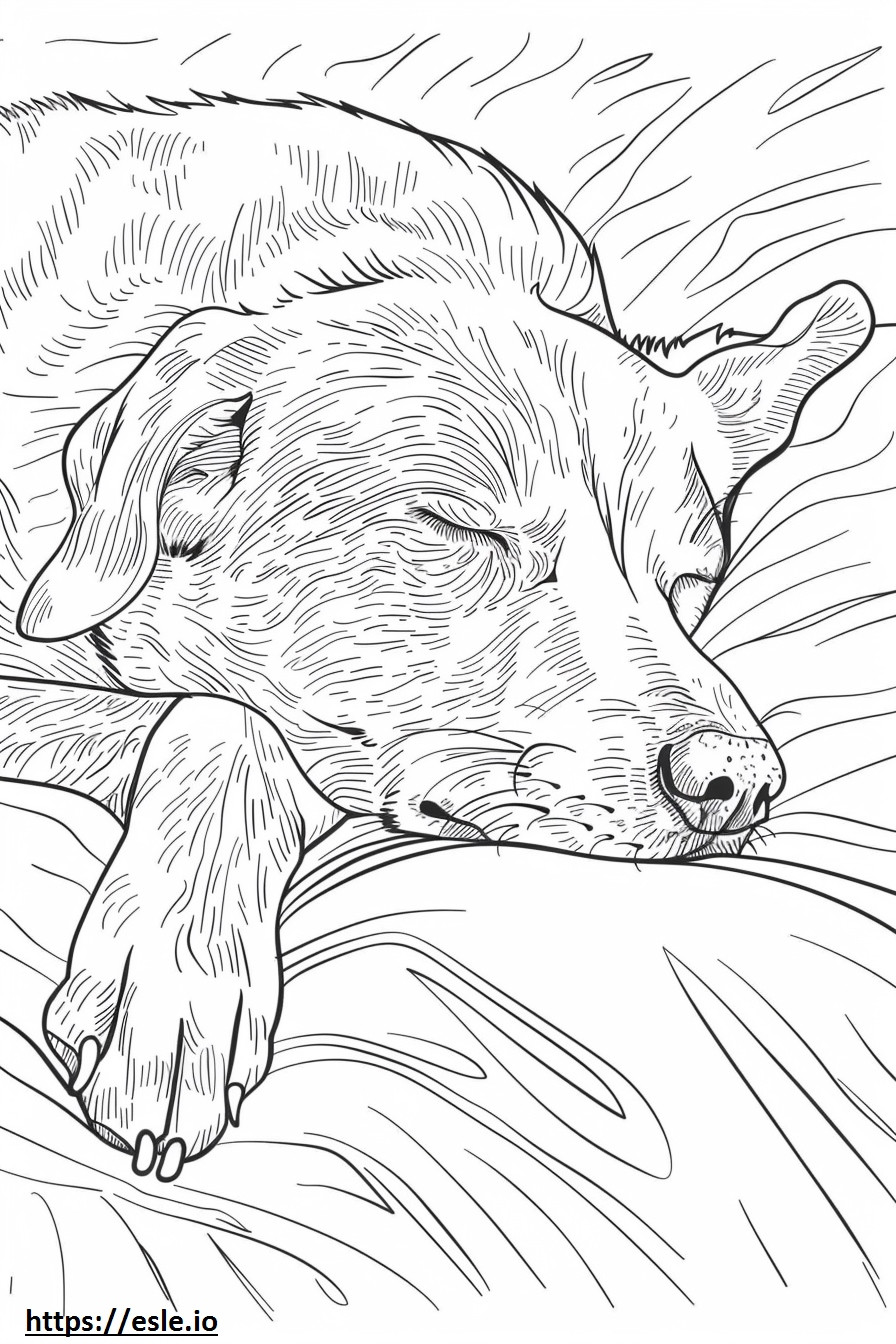 Amerikaanse Foxhound-slaap kleurplaat kleurplaat