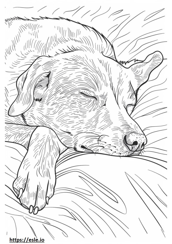 Foxhound american adormit de colorat