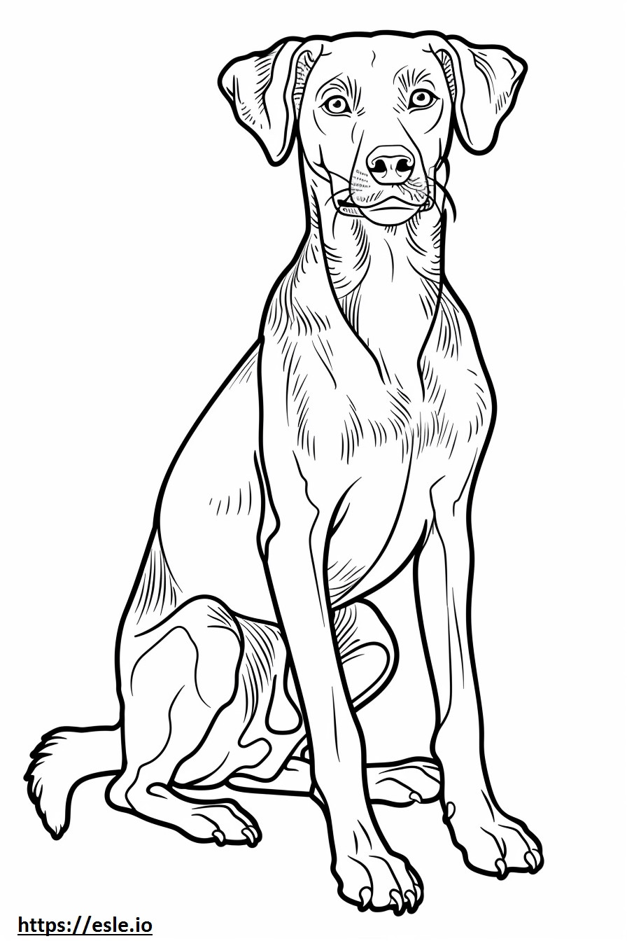 Amerikaanse Foxhound-vriendelijk kleurplaat kleurplaat