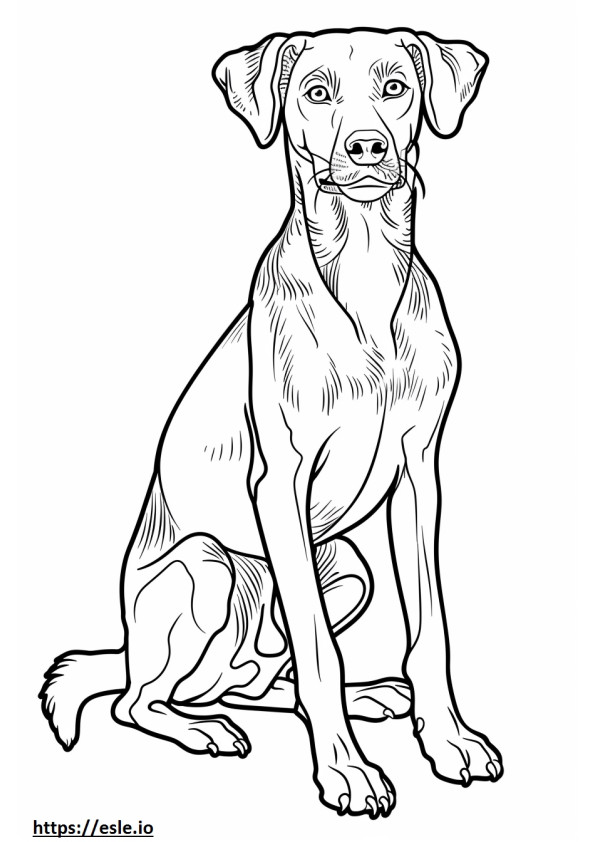 American Foxhound Friendly coloring page