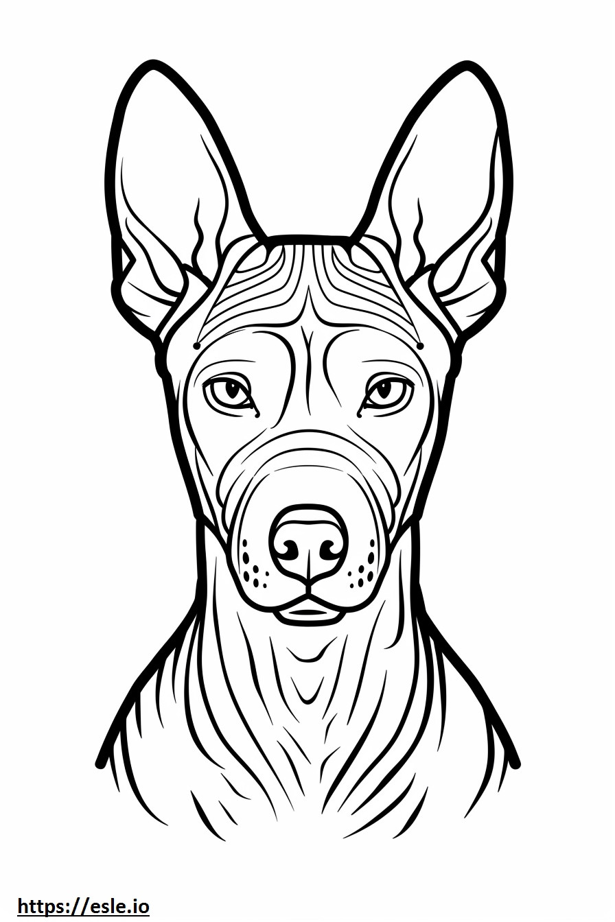 Cara de Terrier calvo americano para colorir