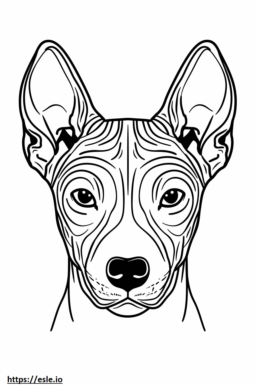 American Hairless Terrier face coloring page