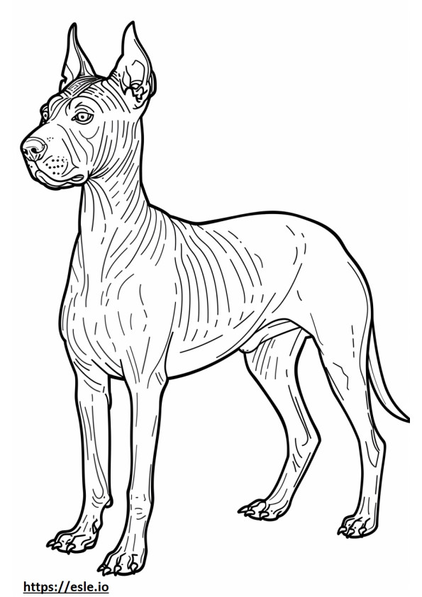 Corpo inteiro do American Hairless Terrier para colorir