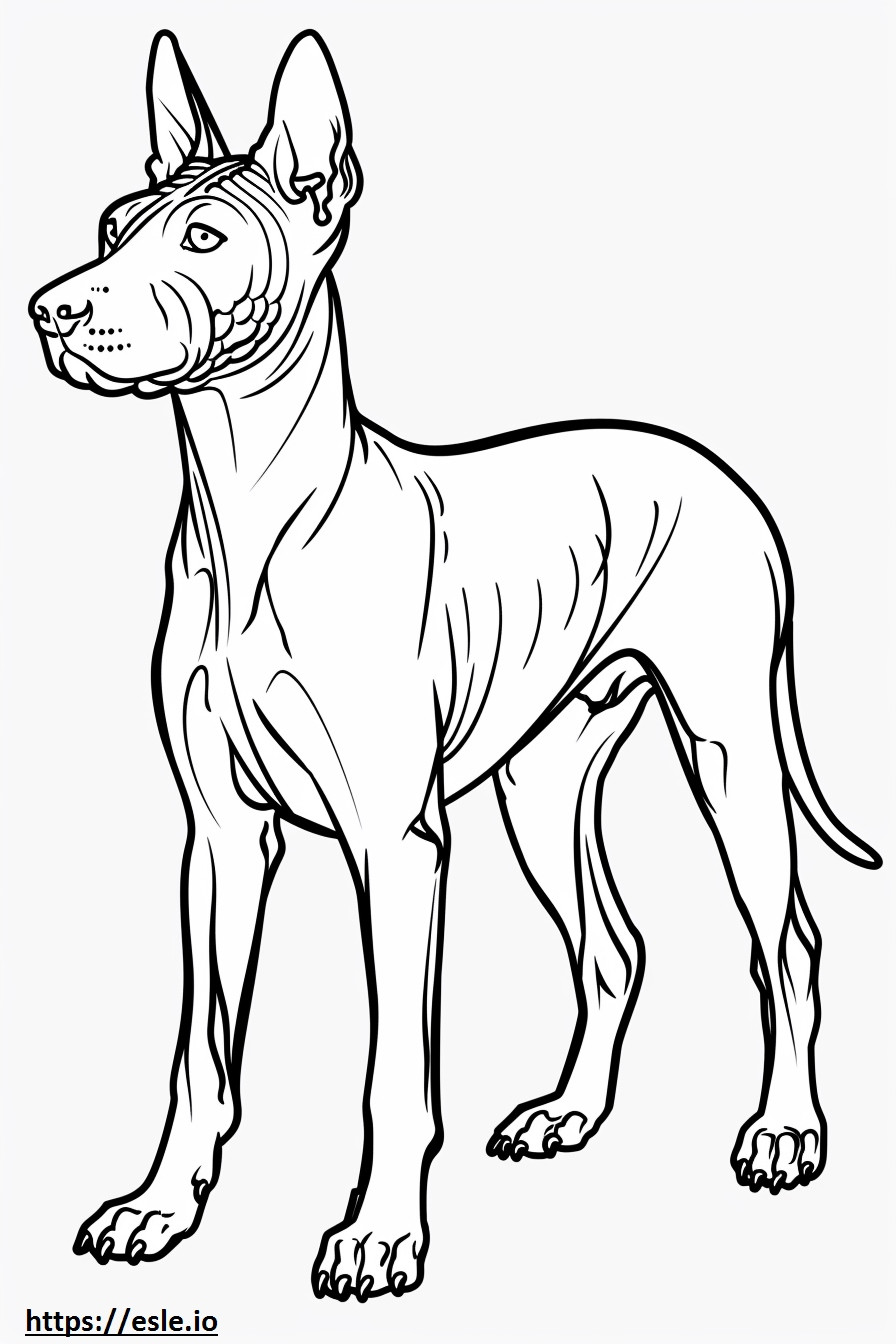 Corpo inteiro do American Hairless Terrier para colorir