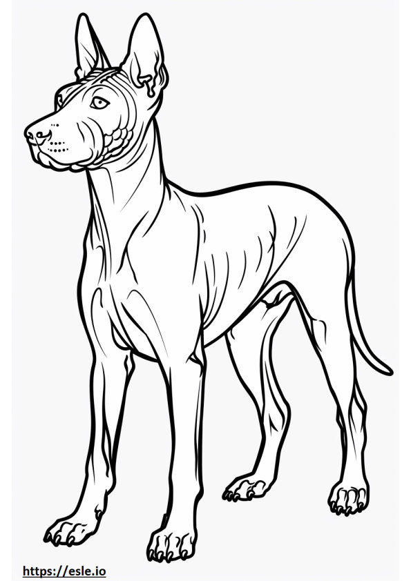 Terrier americano sin pelo de cuerpo completo para colorear e imprimir
