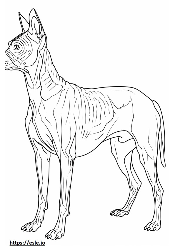 American Hairless Terrier full body coloring page