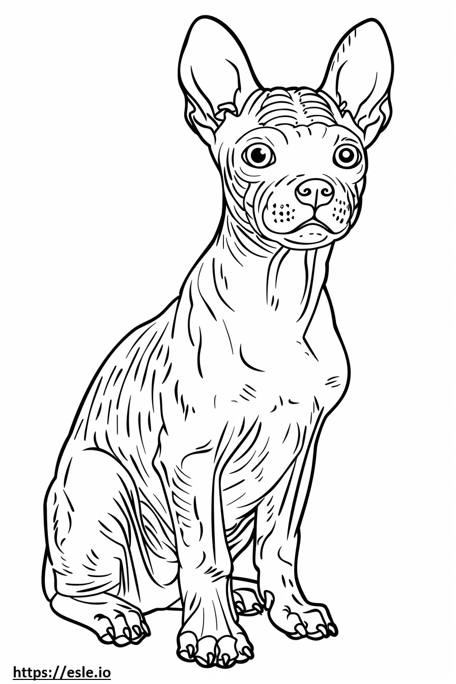 American Hairless Terrier baby coloring page