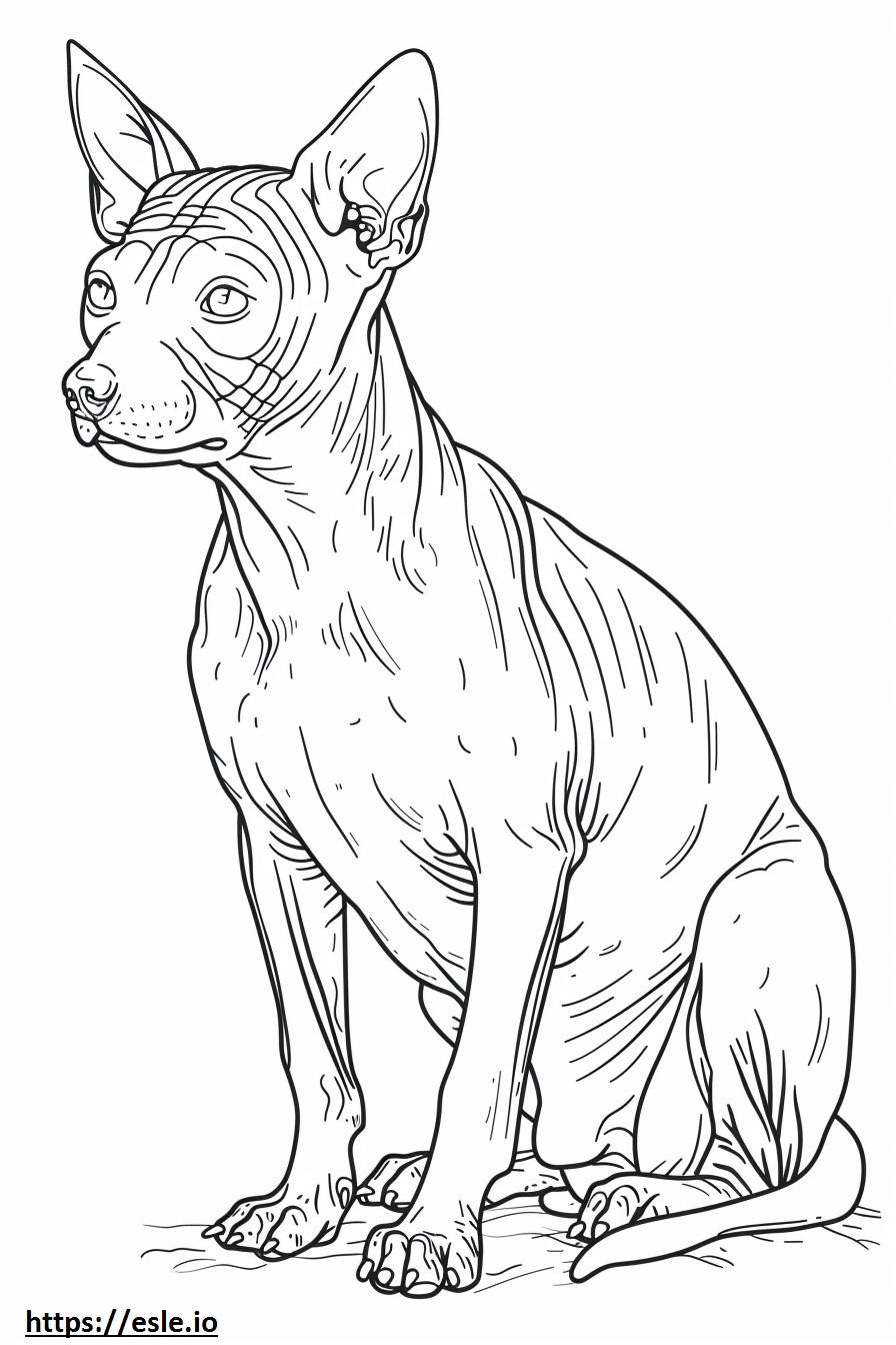 Desen animat American Hairless Terrier de colorat