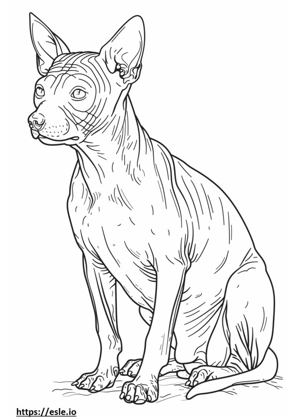 Desenho animado de Terrier calvo americano para colorir