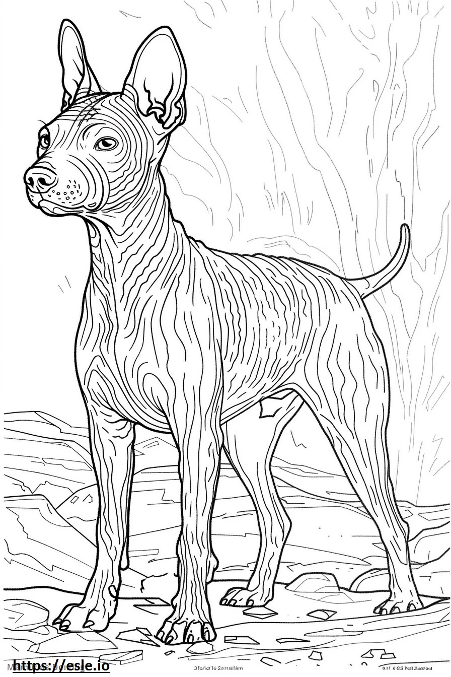 Terrier calvo americano fofo para colorir