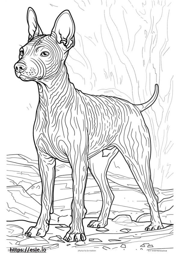 Terrier calvo americano fofo para colorir