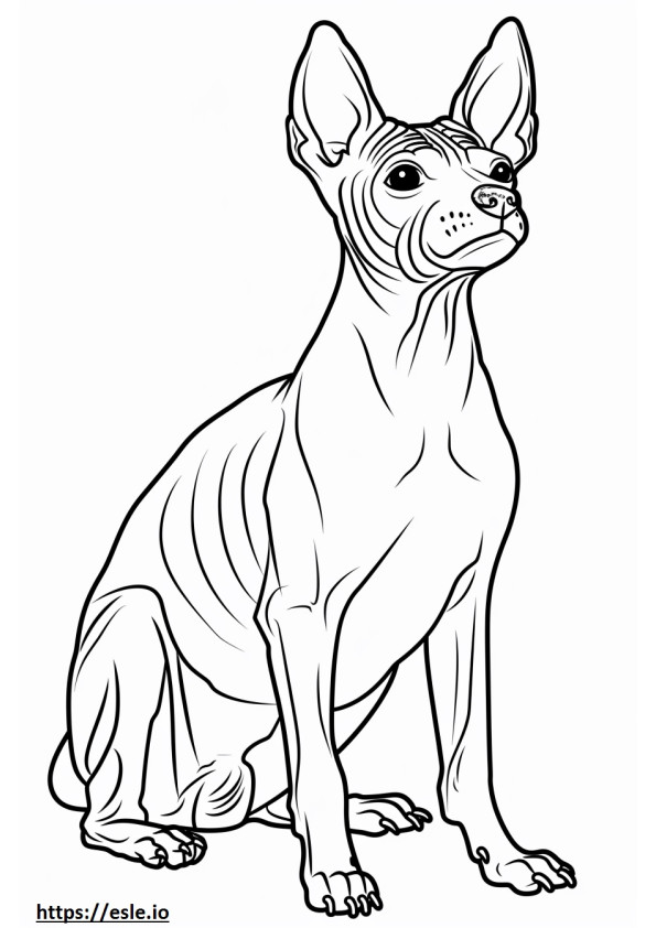 American Hairless Terrier cute coloring page