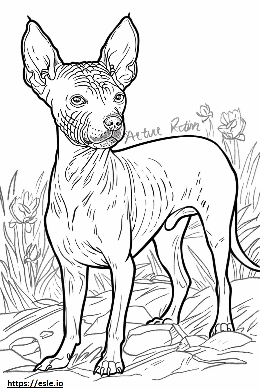 American Hairless Terrier cute coloring page