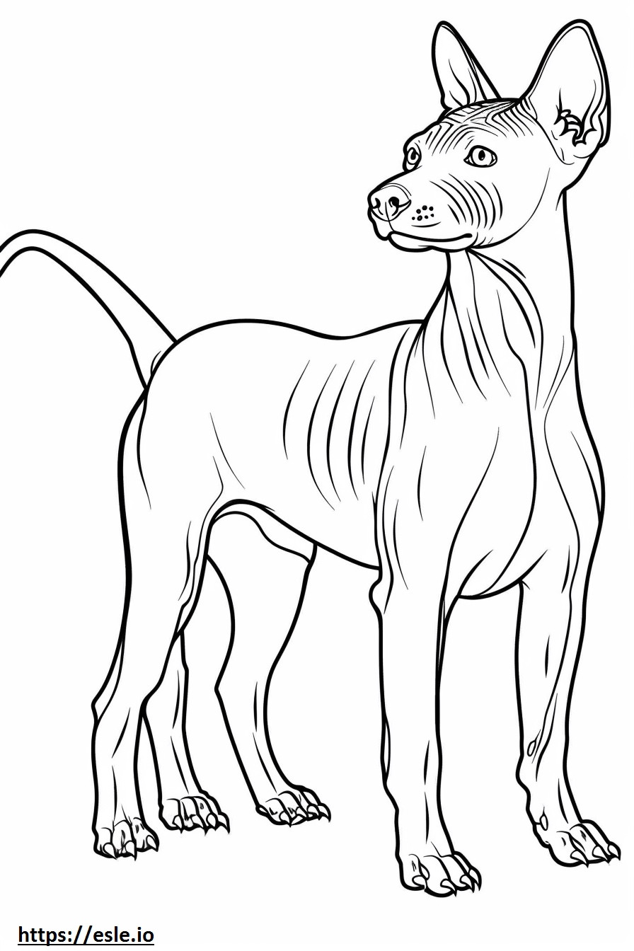 Coloriage American Hairless Terrier mignon à imprimer