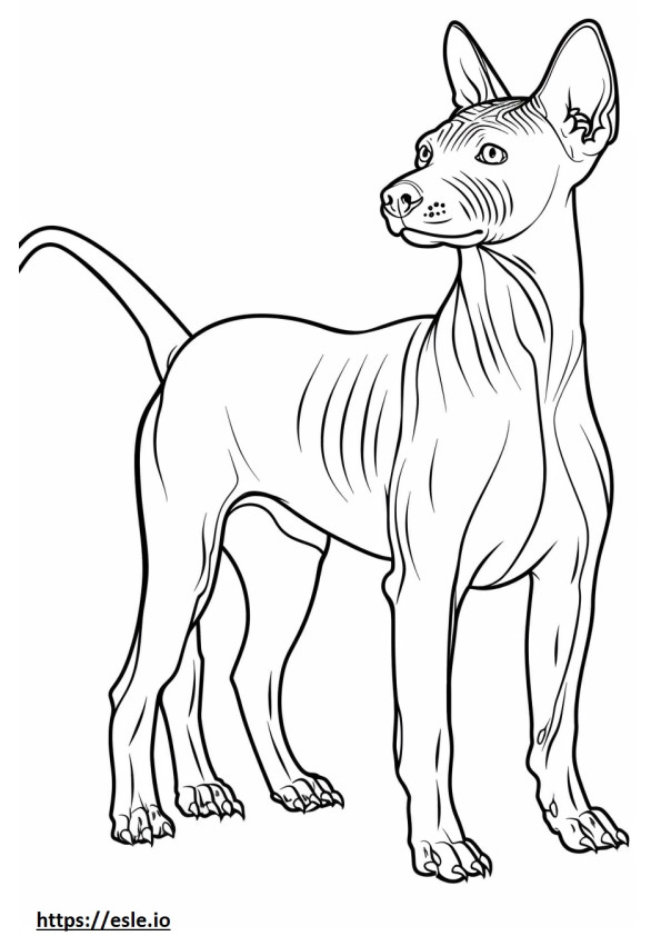 American Hairless Terrier drăguț de colorat