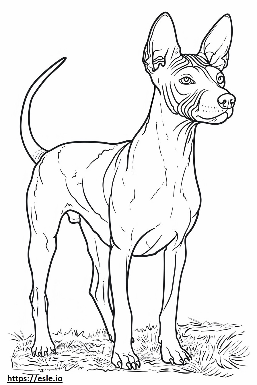 American Hairless Terrier happy coloring page