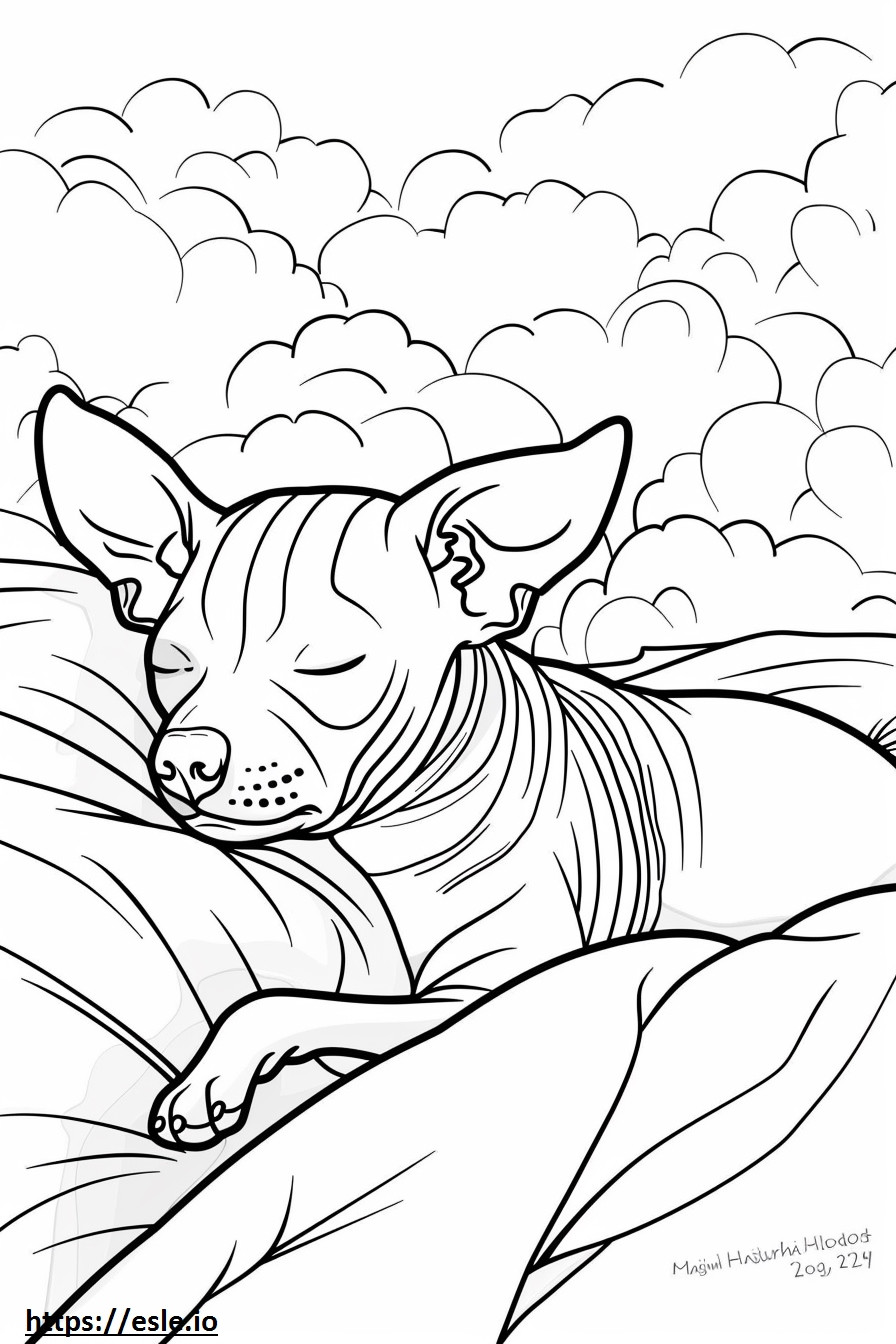 Amerikkalainen karvaton terrieri nukkuu värityskuva