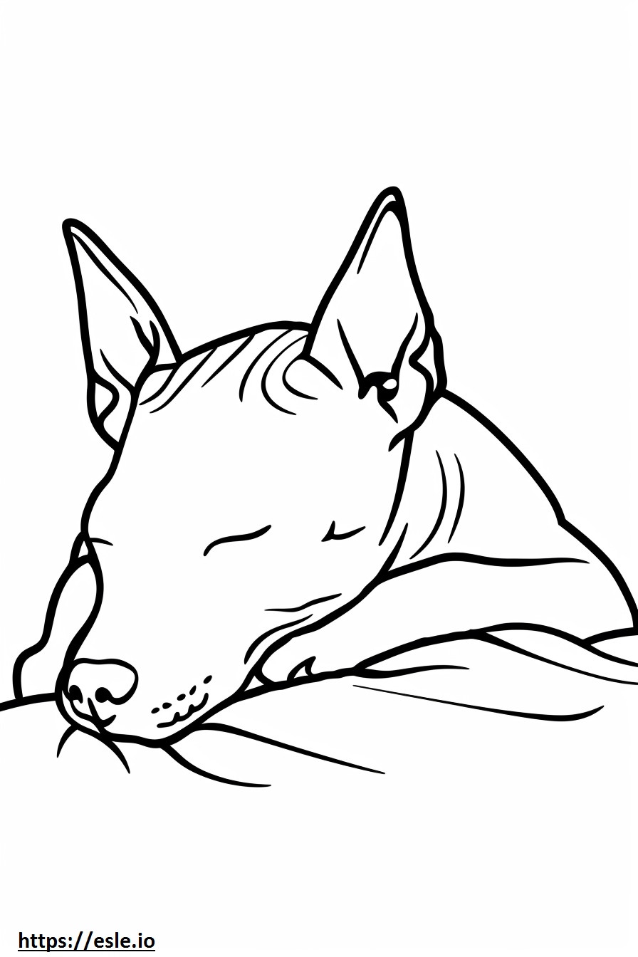 Amerikanischer haarloser Terrier schläft ausmalbild