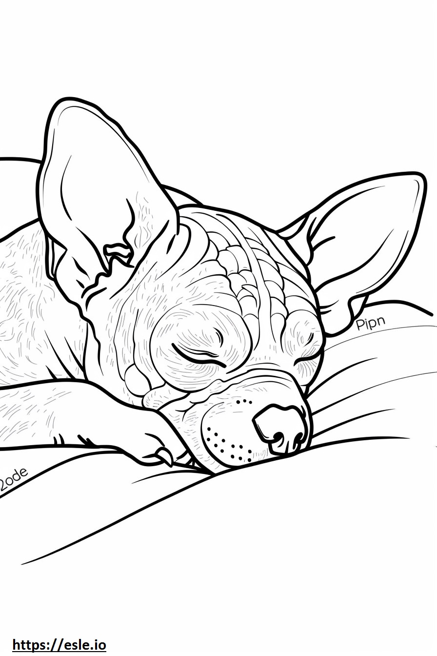 Amerikkalainen karvaton terrieri nukkuu värityskuva