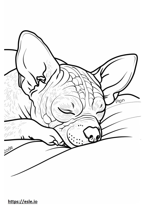 Terrier american fără păr dormind de colorat