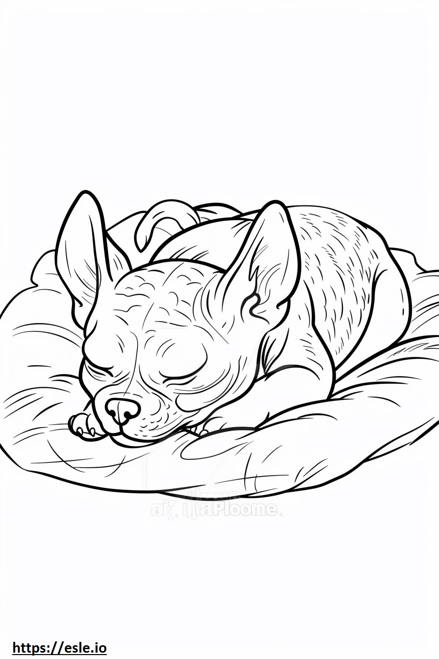 Terrier americano sin pelo durmiendo para colorear e imprimir