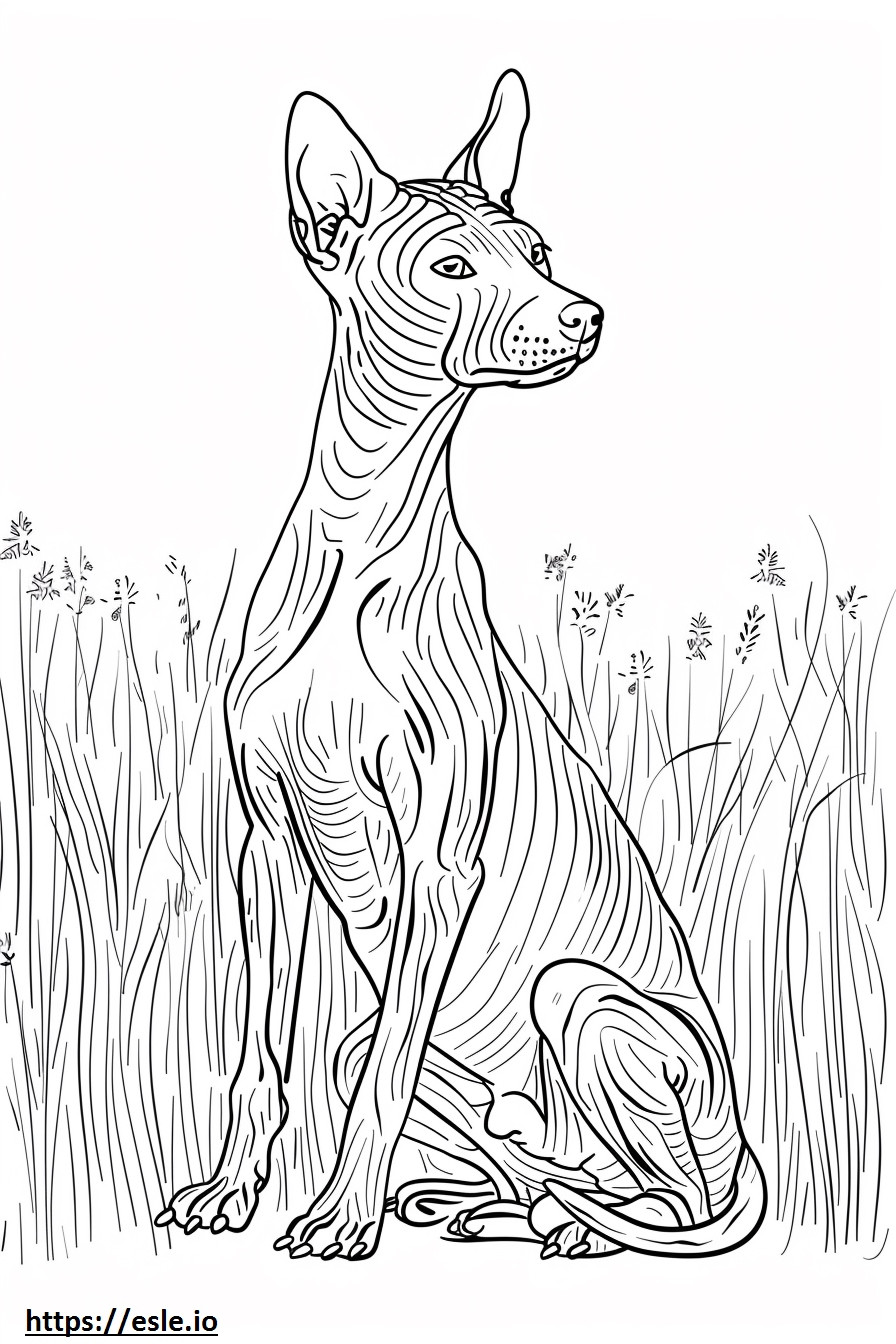Terrier calvo americano brincando para colorir