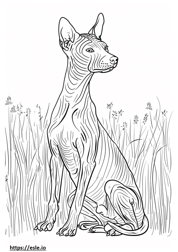 Coloriage American Hairless Terrier jouant à imprimer