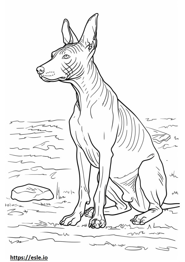 Terrier calvo americano brincando para colorir